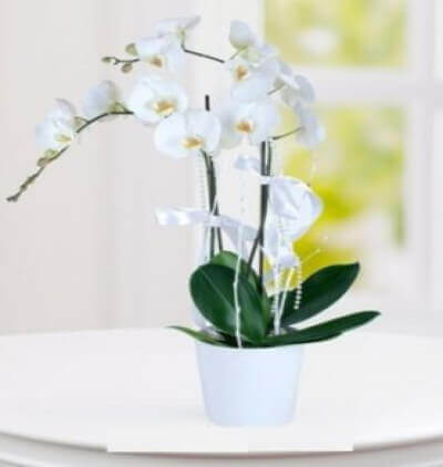 deniz ve beyaz güller Çiçeği & Ürünü Orkide ikili 