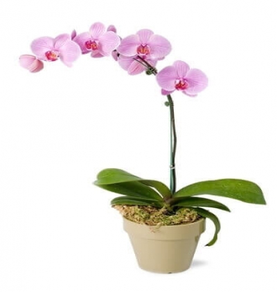 ayaklı sepet Çiçeği & Ürünü Tekli Pembe Orkide 
