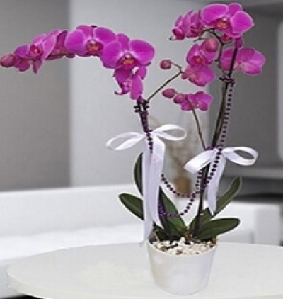 kırmızı gül ve lilyum zerafet Çiçeği & Ürünü İki Dal Mor Orkide 