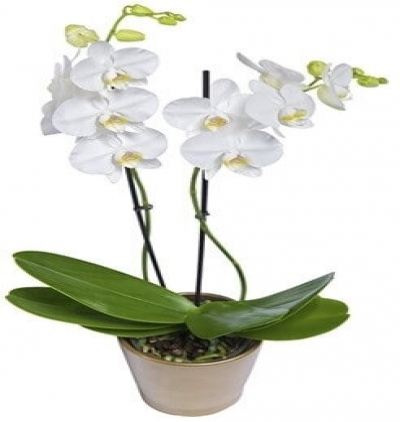 cam fanusta 11 gül Çiçeği & Ürünü İkili Beyaz Orkide 