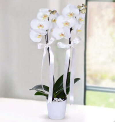 kırmızı-beyaz İhtişam Çiçeği & Ürünü Orkide 