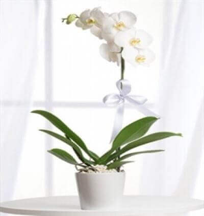 kırmızı-beyaz İhtişam Çiçeği & Ürünü Tekli Beyaz Orkide 